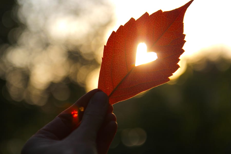 Wave of Light - leaf with heart