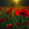 Poppies in a field for Anzac Day