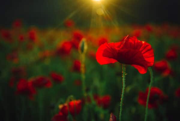 Poppies in a field for Anzac Day