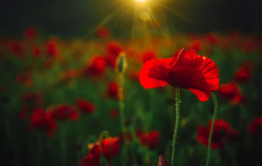 Poppies in a field for Anzac Day